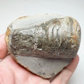 Prepared Belemnite Phragmocone