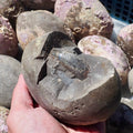 1x Whitby Ammonite Nodule – Large Grey Shale Fossil – Yorkshire Coast Jurassic Fossil