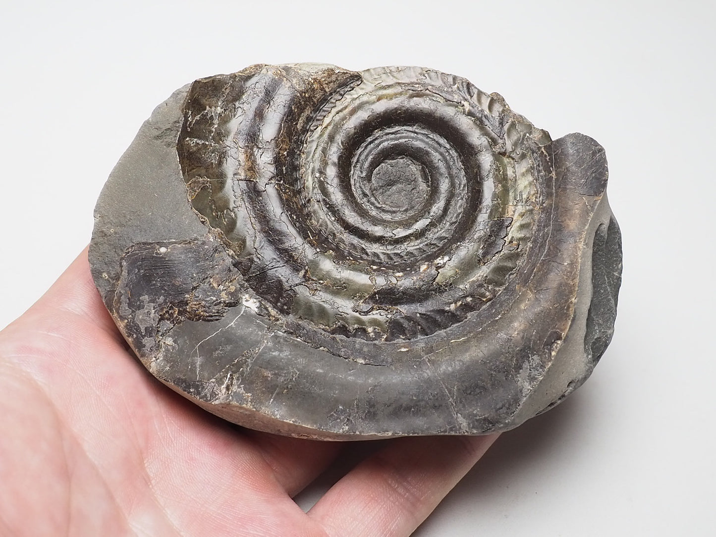 Ammonite