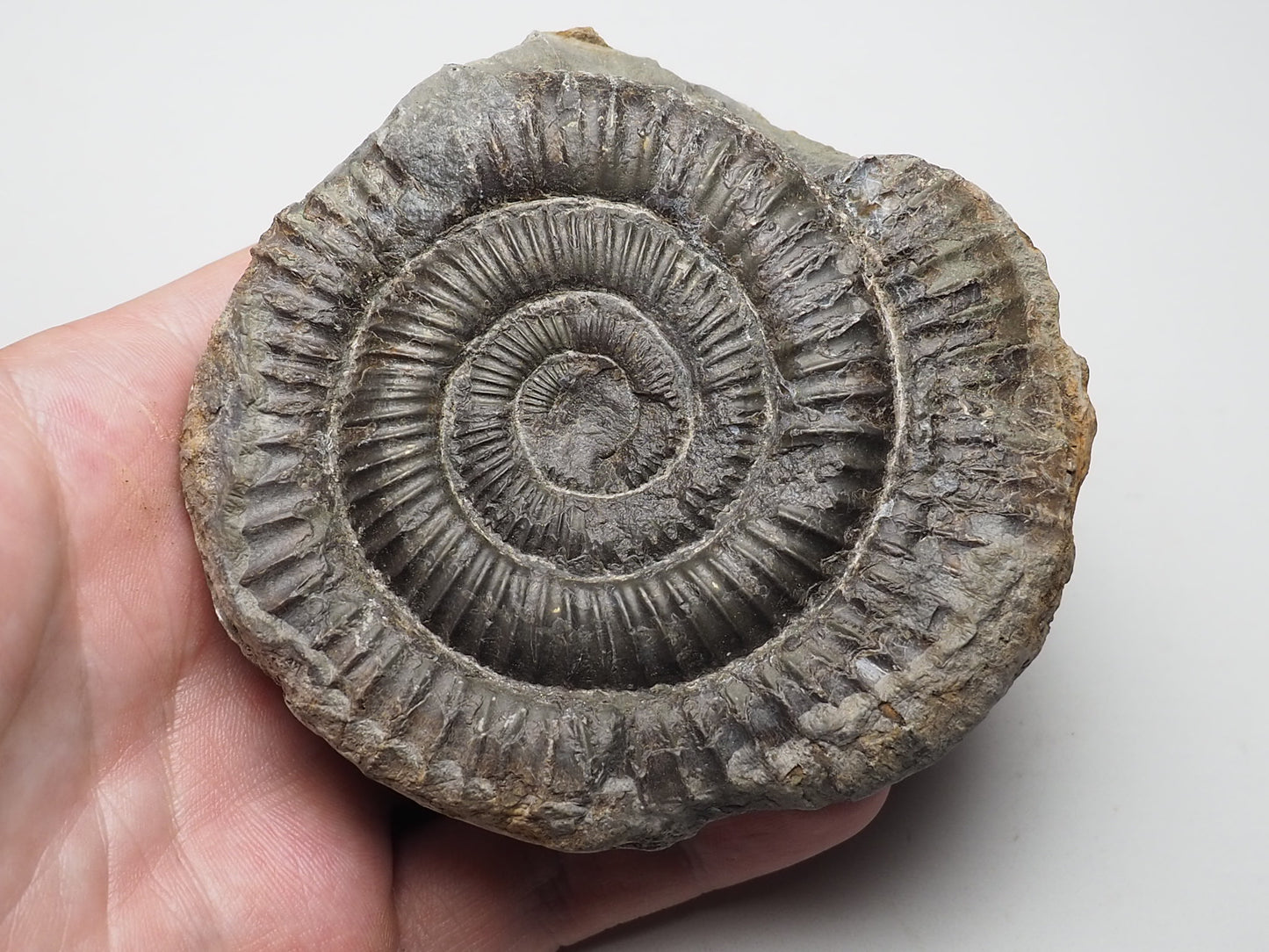 Ammonite