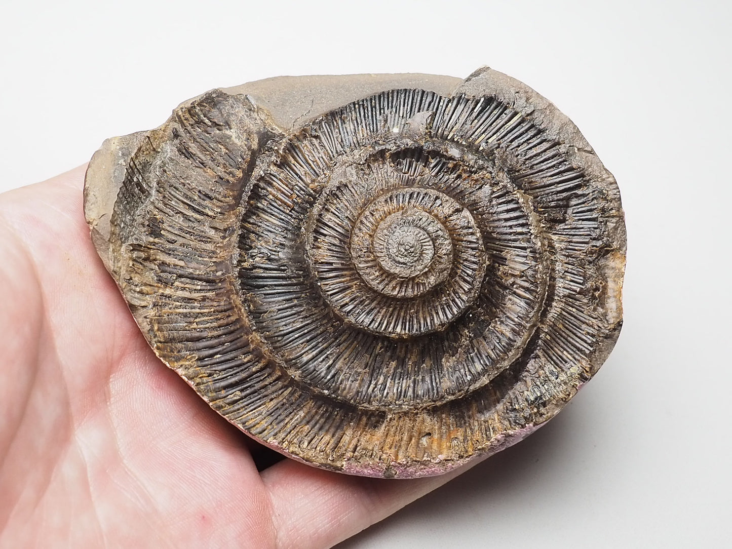 Ammonite Negative