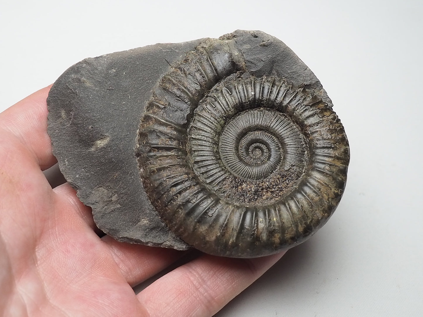 Ammonite