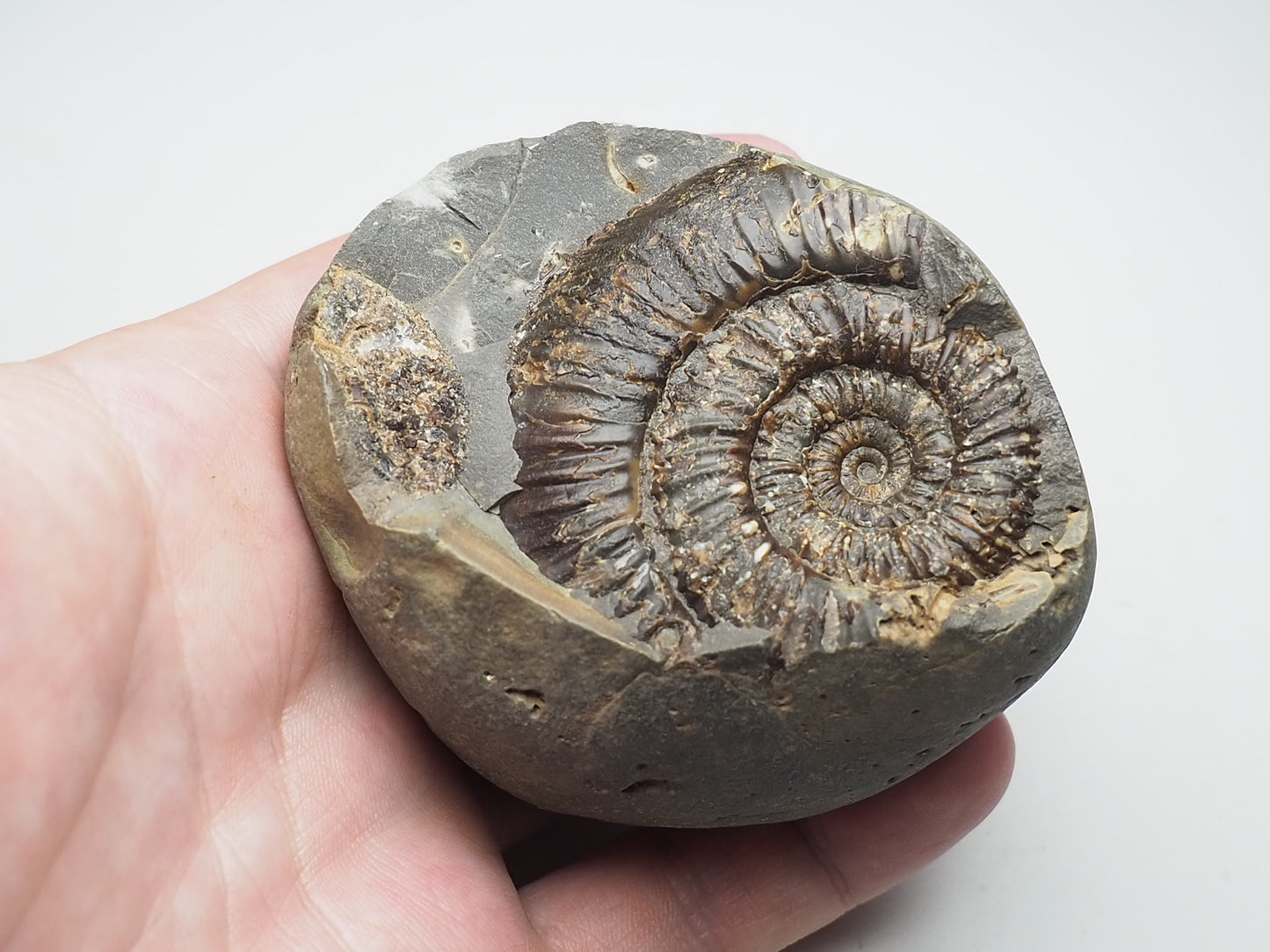 Ammonite