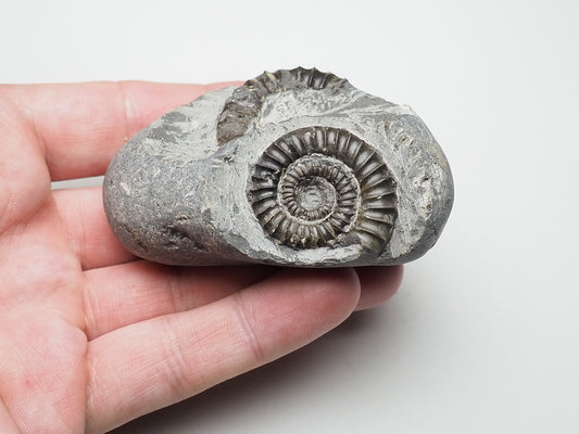 Ammonite