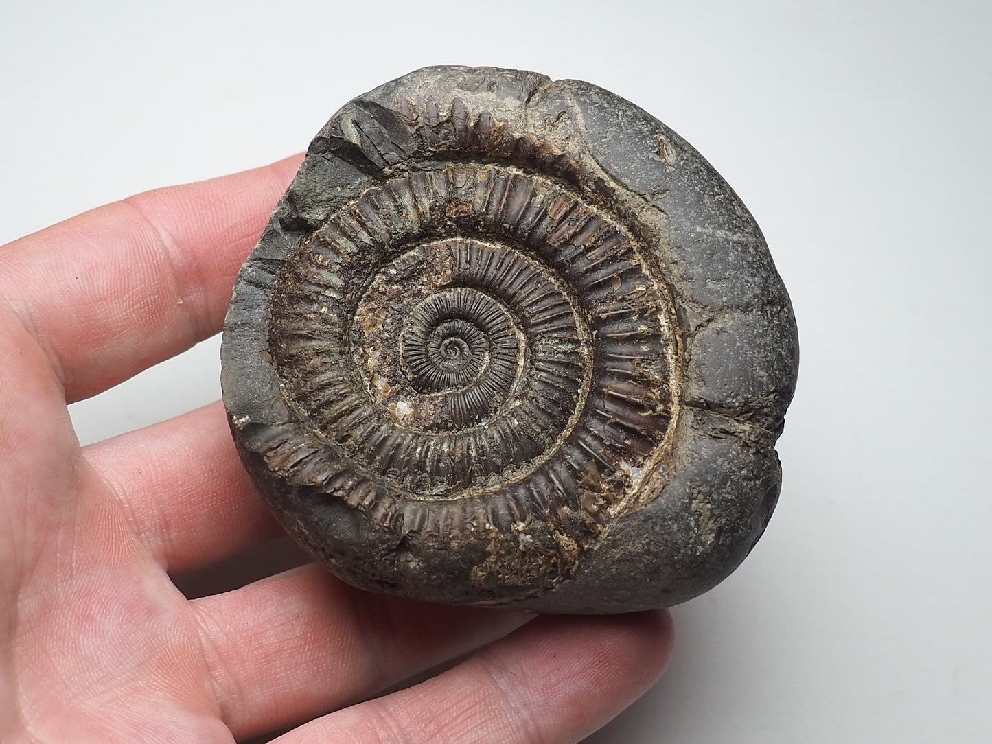 Ammonite