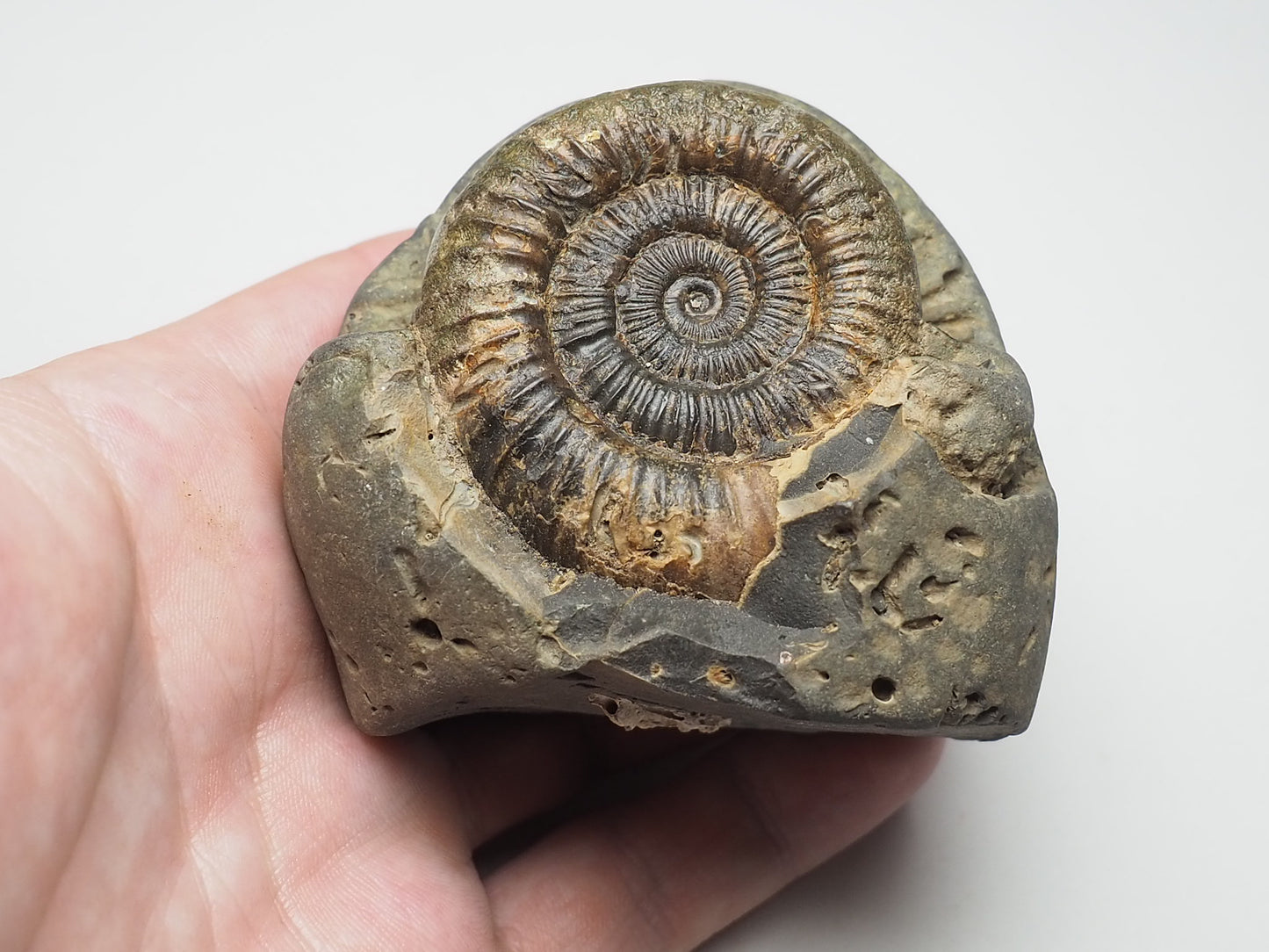 Ammonite