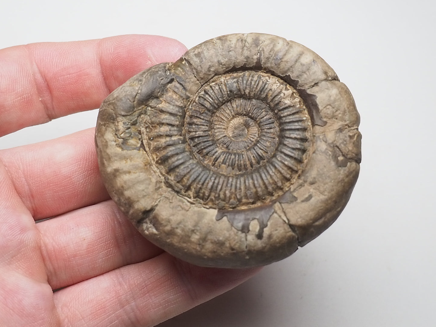 Ammonite