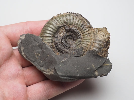 Ammonite