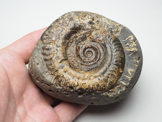 Ammonite