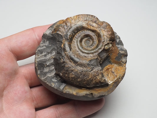 Ammonite