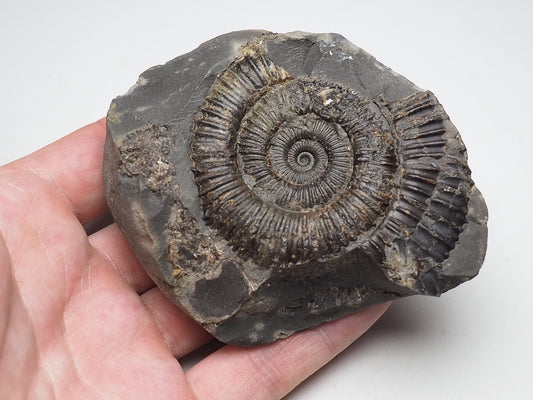 Ammonite