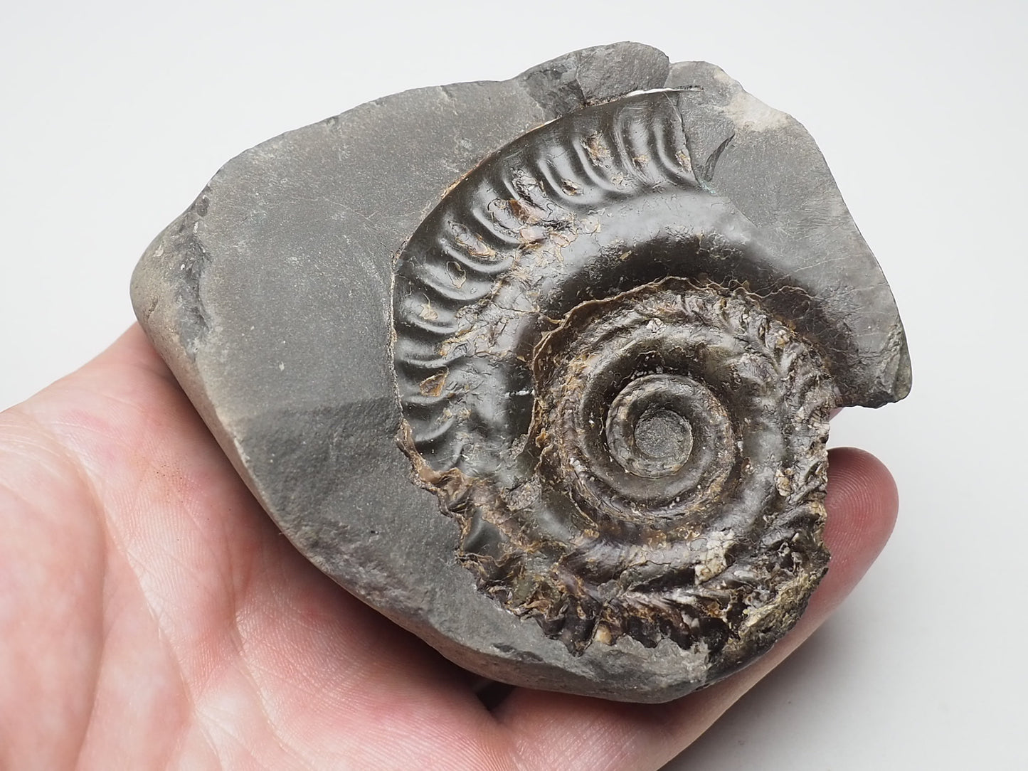 Ammonite