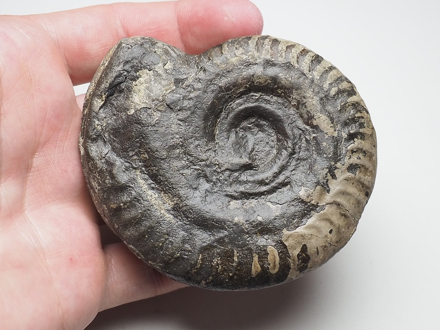 Ammonite