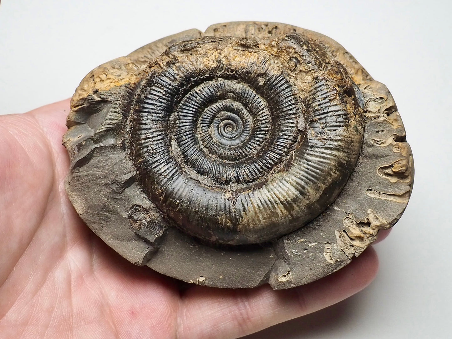 Ammonite