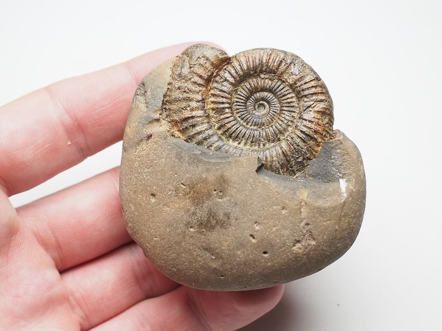 Ammonite