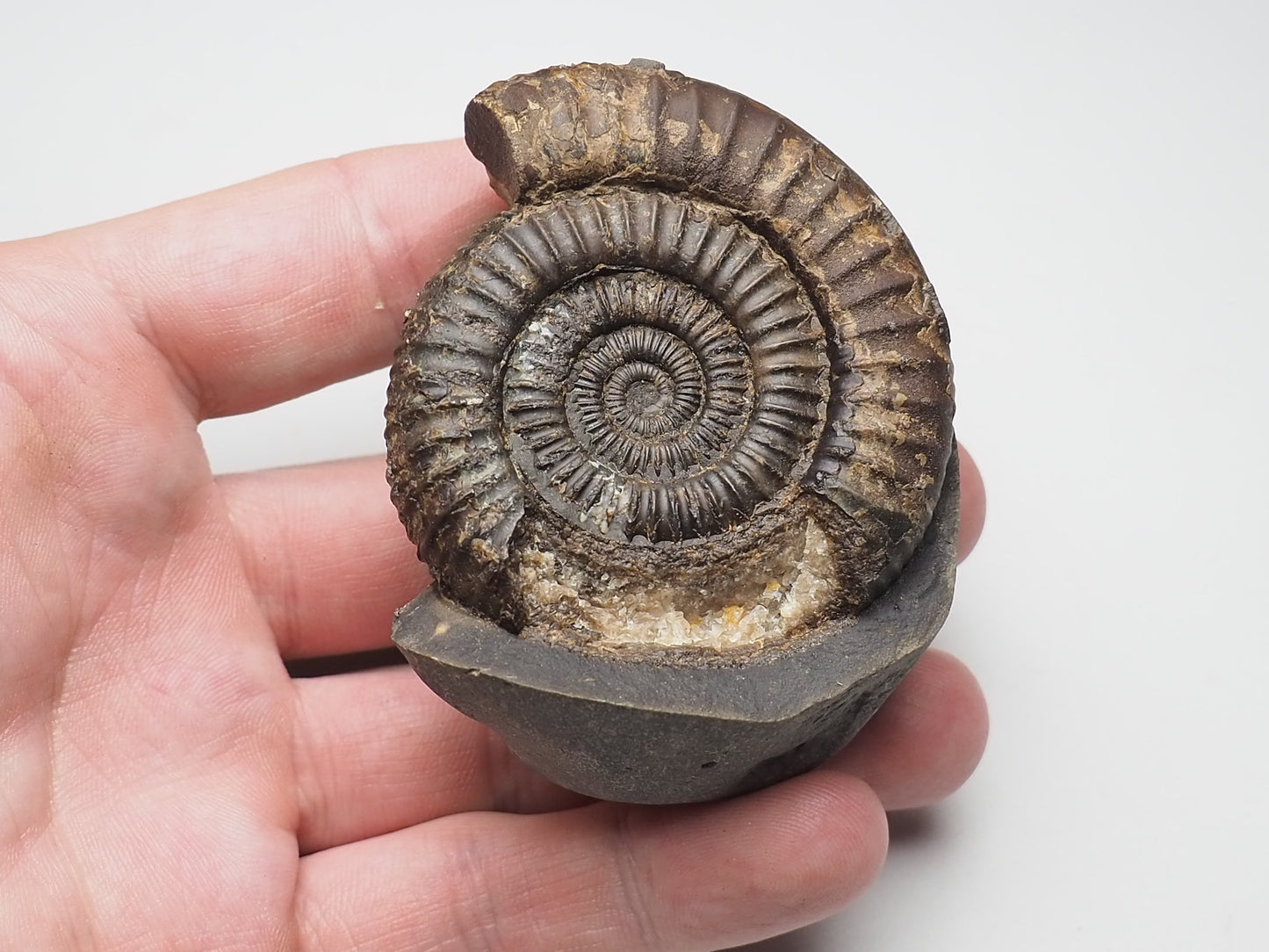 Ammonite