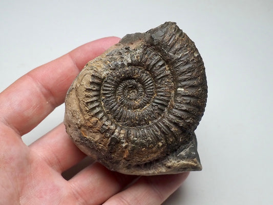 Ammonite