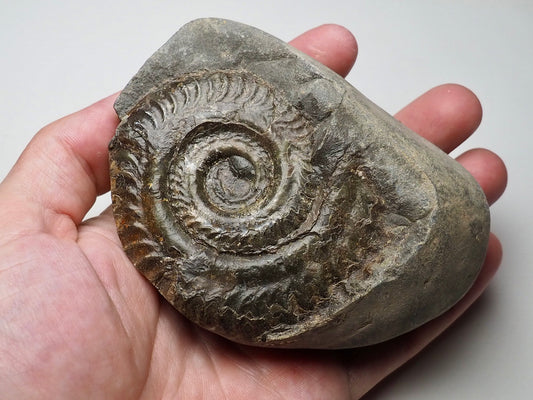 Ammonite