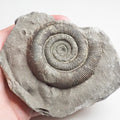 Tenuicostatum Dactylioceras Ammonite Fossil for Sale – Whitby Yorkshire Coast Jurassic
