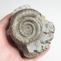 Tenuicostatum Dactylioceras Ammonite Fossil for Sale – Whitby Yorkshire Coast Jurassic