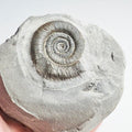 Tenuicostatum Dactylioceras Ammonite Fossil for Sale – Whitby Yorkshire Coast Jurassic