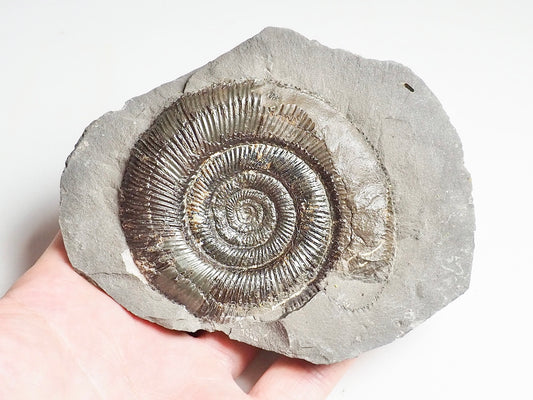 Dactylioceras Tenuicostatum