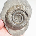 Tenuicostatum Dactylioceras Ammonite Fossil for Sale – Whitby Yorkshire Coast Jurassic