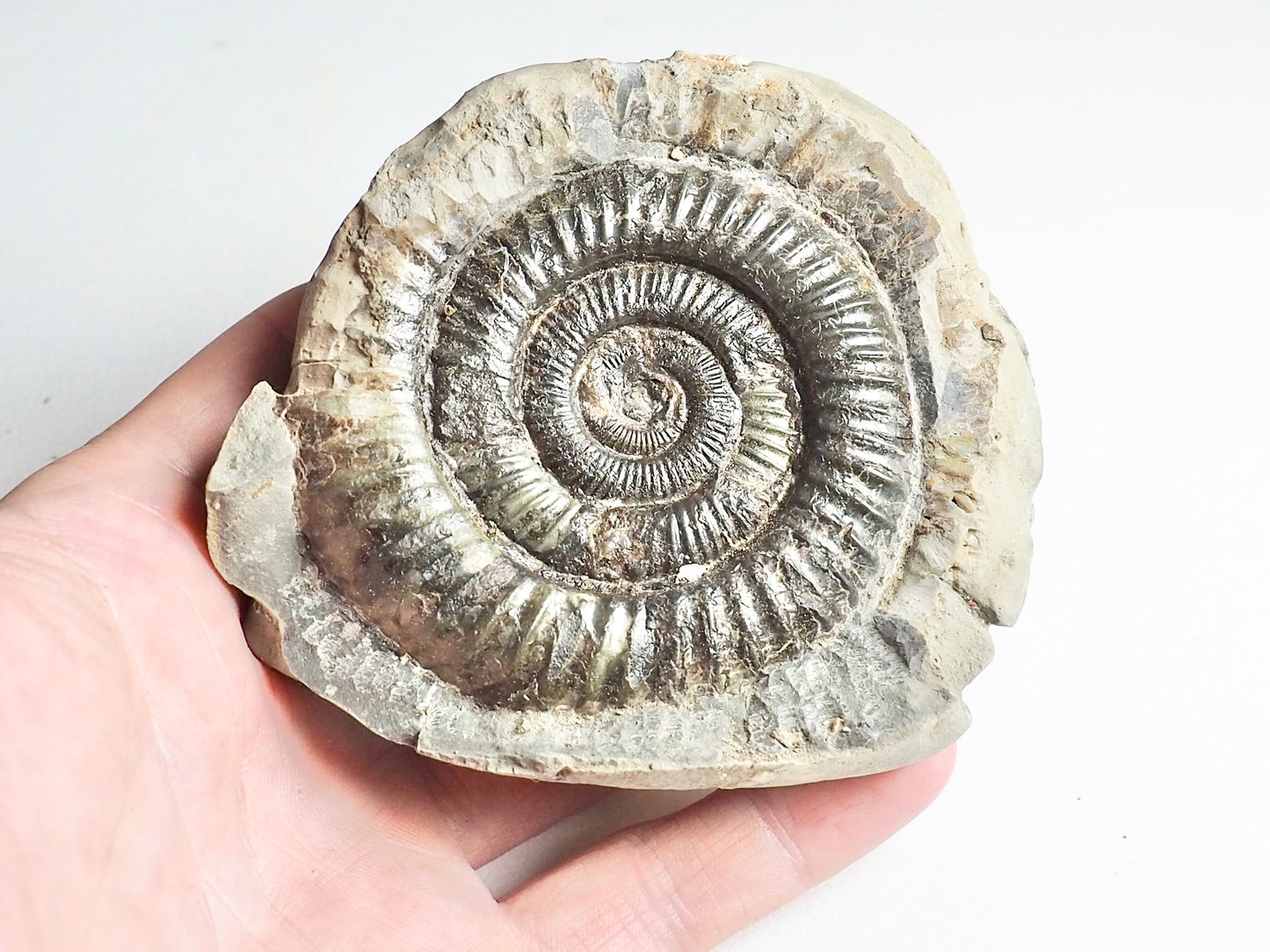 Dactylioceras Ammonite Fossil Whitby