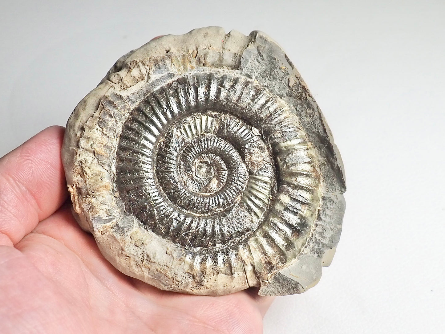 Dactylioceras Ammonite Fossil Whitby