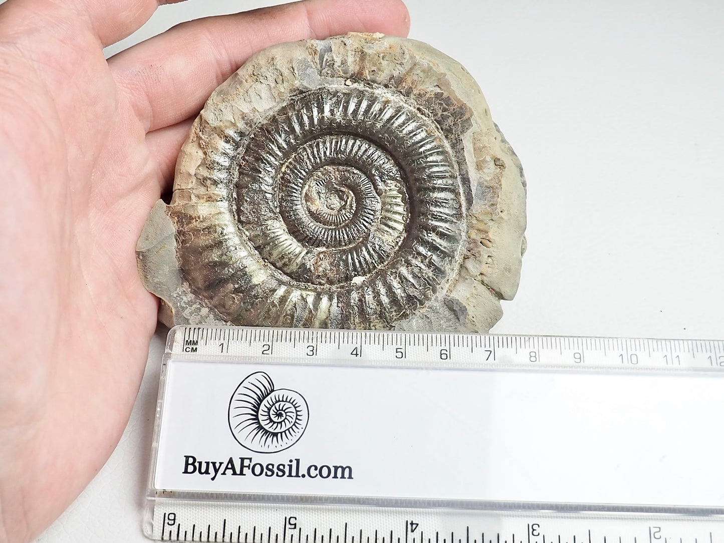 Dactylioceras Ammonite Fossil Whitby