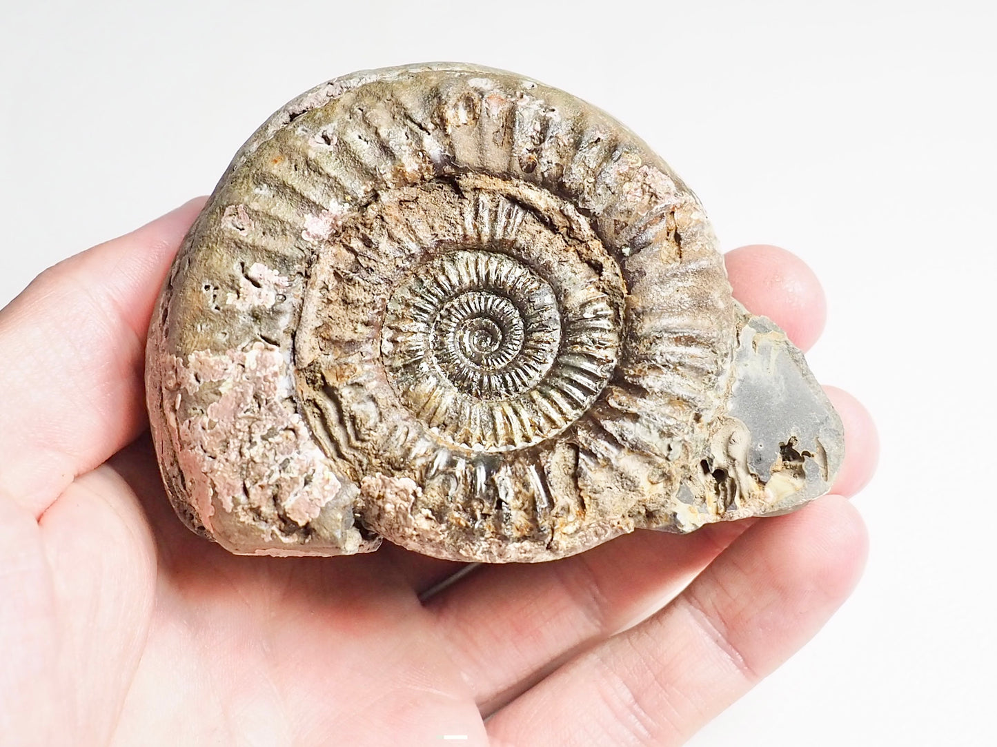 Dactylioceras Ammonite Fossil Whitby