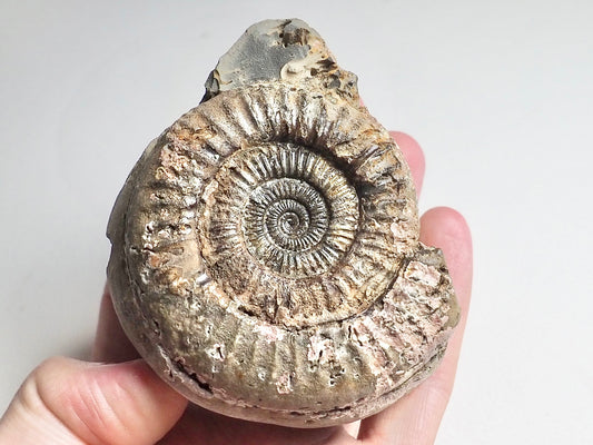 Dactylioceras Ammonite Fossil Whitby