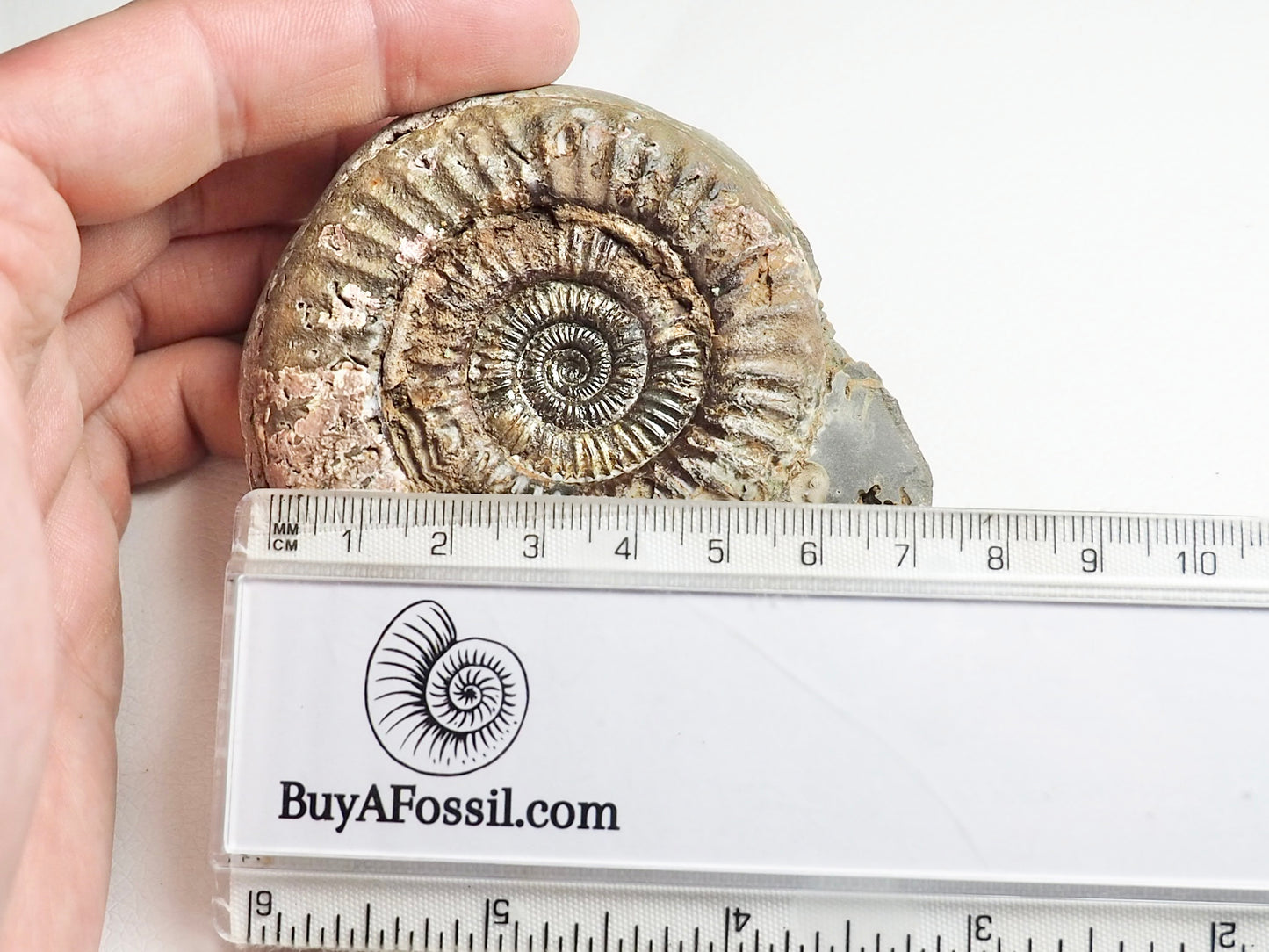 Dactylioceras Ammonite Fossil Whitby