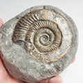 Dactylioceras With Calcite Crystals Showing Ammonite Fossil for Sale – Whitby Yorkshire Coast Jurassic