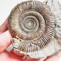 Tenuicostatum Dactylioceras Ammonite Fossil for Sale – Whitby Yorkshire Coast Jurassic