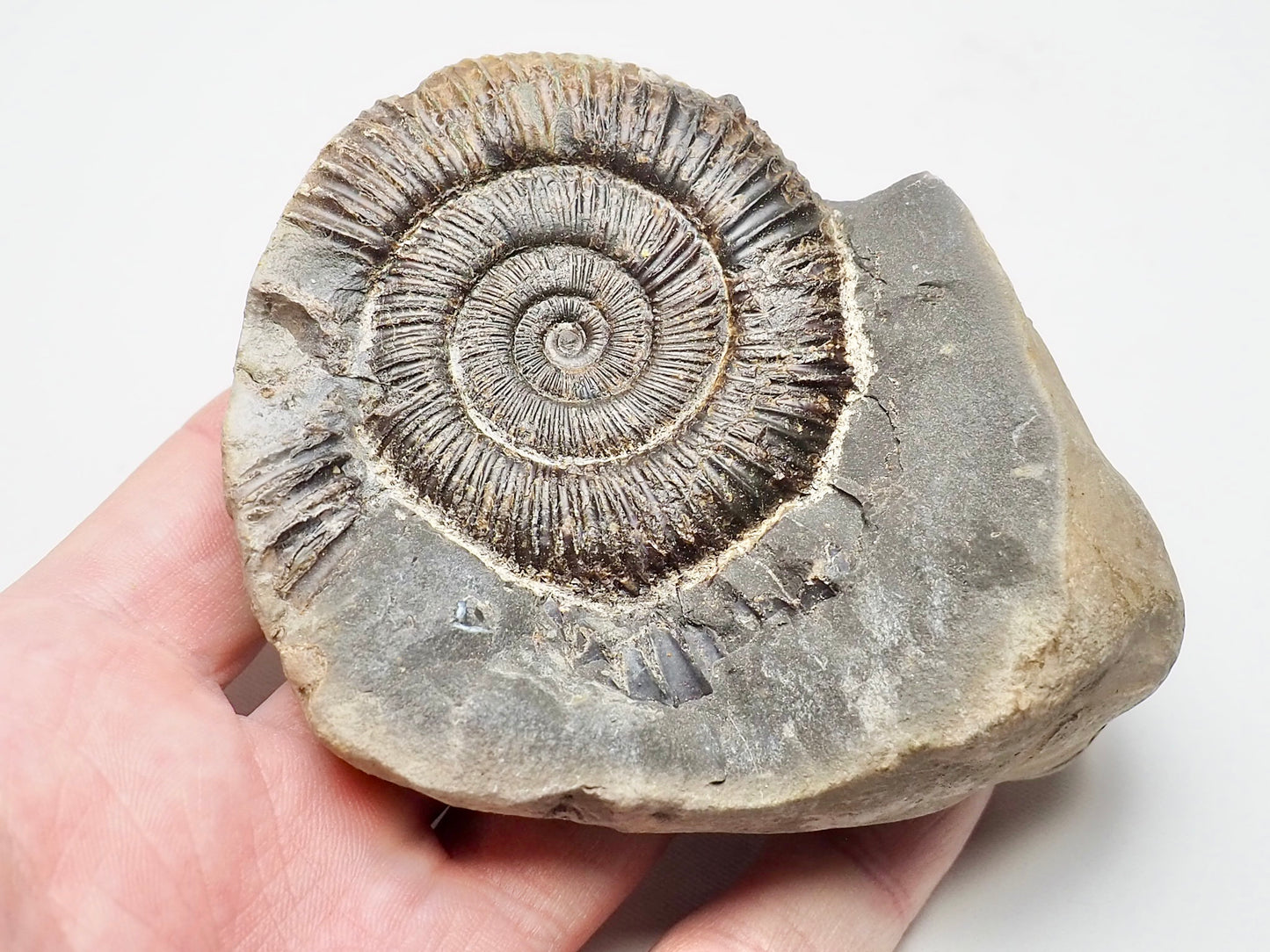 Dactylioceras Ammonite