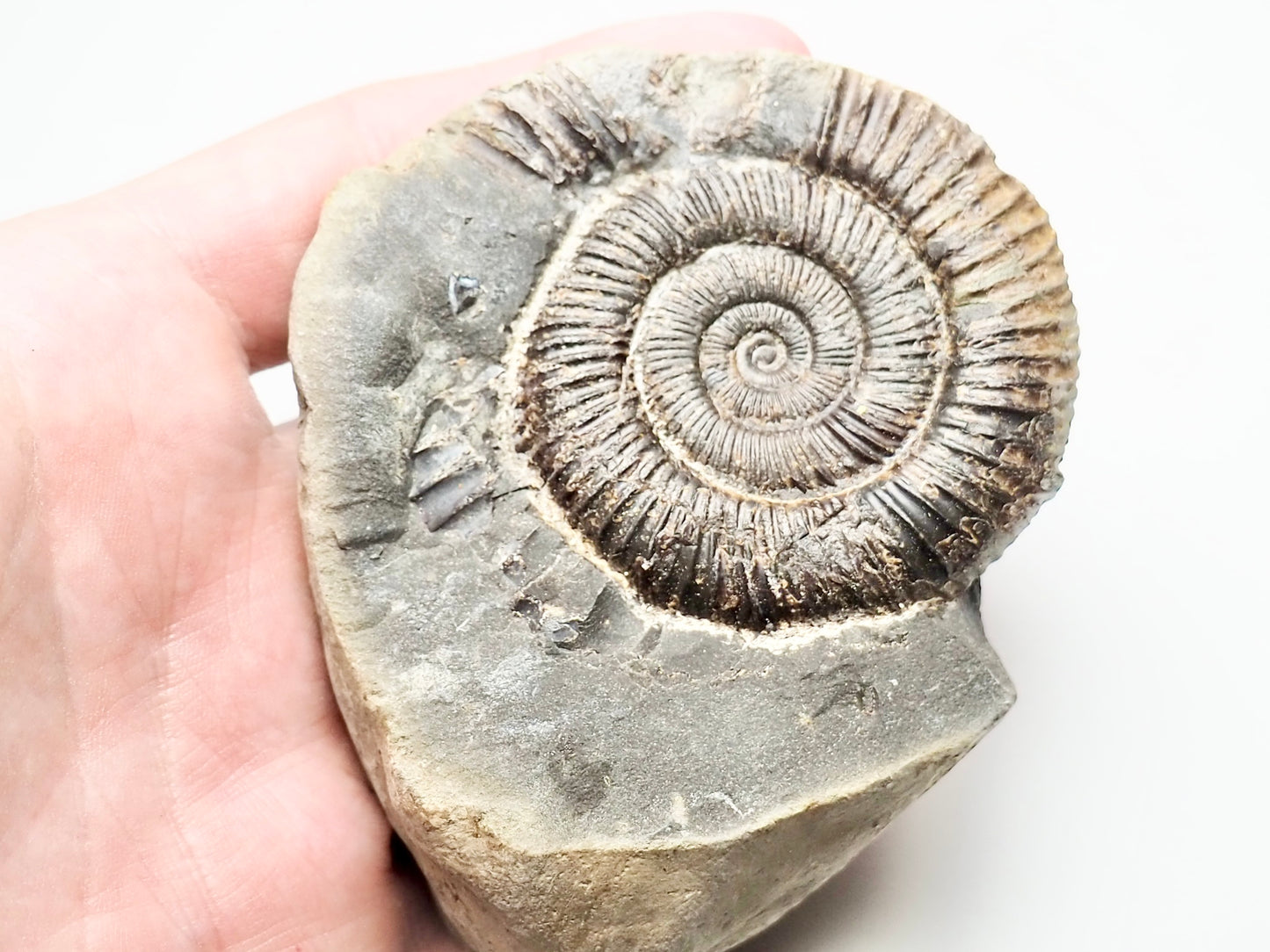 Dactylioceras Ammonite