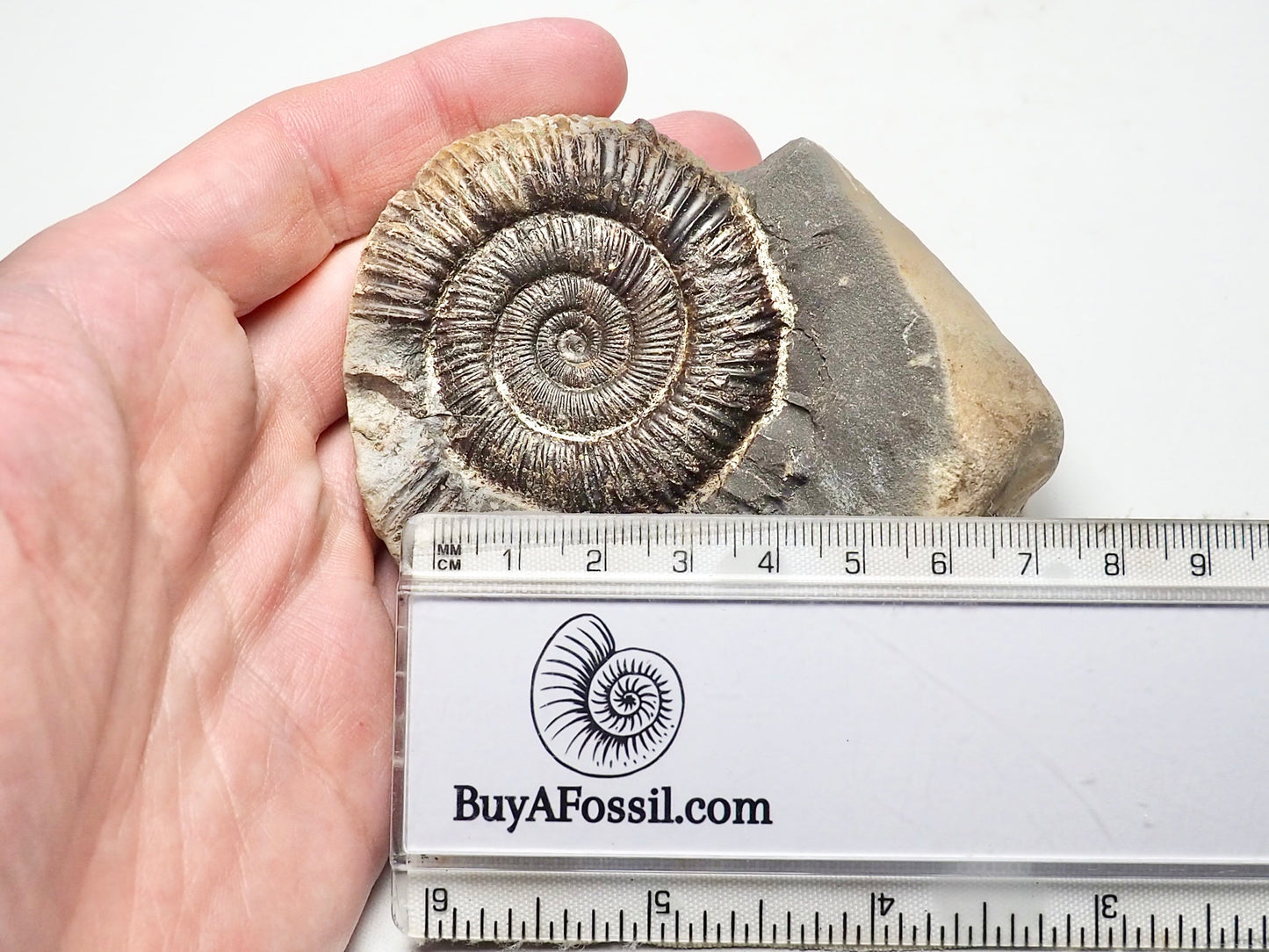 Dactylioceras Ammonite