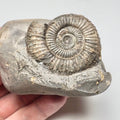 Dactylioceras Ammonite Fossil for Sale – Whitby Yorkshire Coast Jurassic