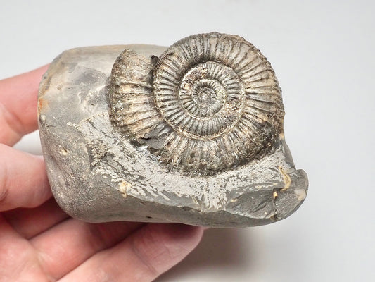 Dactylioceras Ammonite