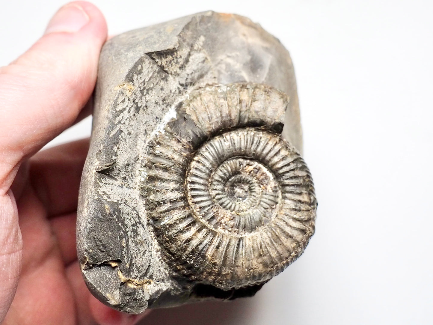 Dactylioceras Ammonite