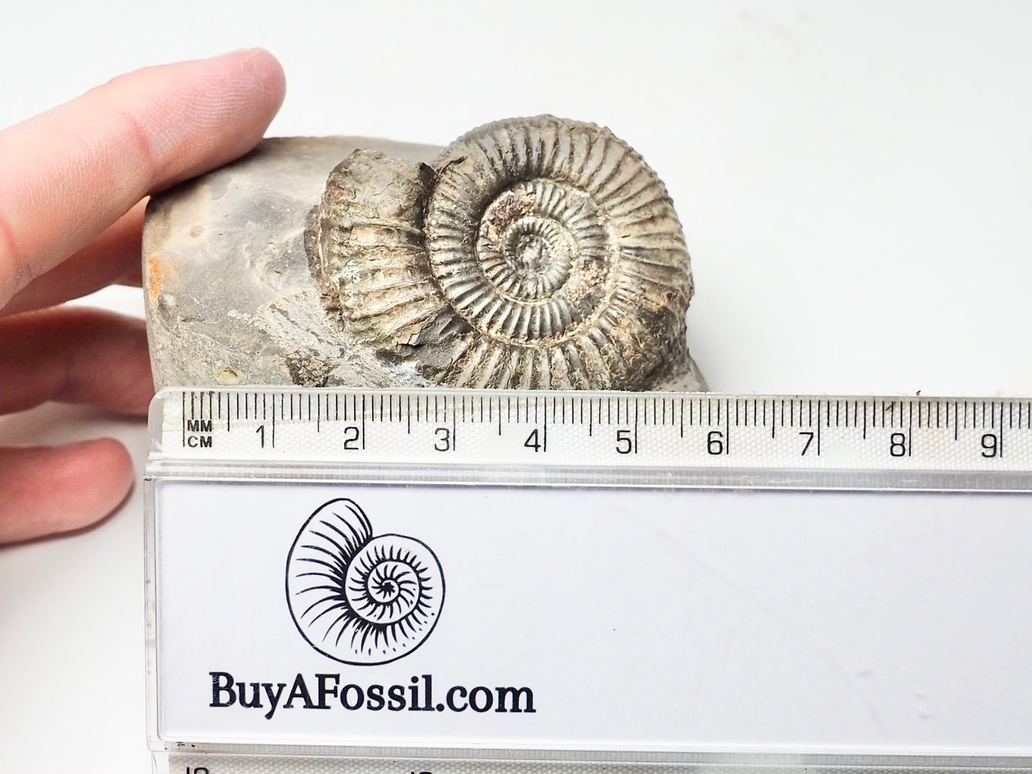 Dactylioceras Ammonite