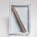 Belemnite Boxed Specimen