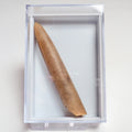 Belemnite Boxed Specimen