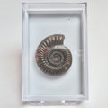 Boxed Dactylioceras Specimen Ammonite Fossil – Whitby Yorkshire Coast – Jurassic