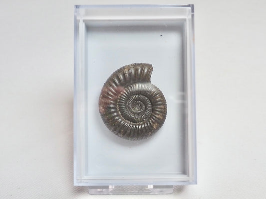 Boxed Dactylioceras Specimen