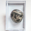 Boxed Specimen - Fish Bone - Pick N Mix