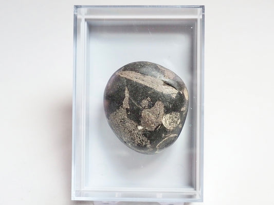 Boxed Specimen - Fish Bone - Pick N Mix