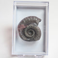 Porpoceras Ammonite Fossil – Whitby Yorkshire Coast – Jurassic
