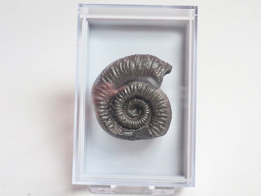 Boxed Specimen - Porpoceras